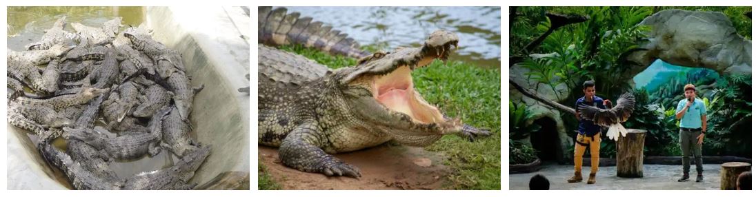 Crocodile Park and Zoo